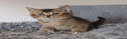 Scottish Fold cats for sale: Stunning TICA Scottish fold and straight kittens   - Advert 16