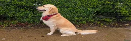 Golden Retriever dogs for stud: Gorgeous Proven KC Golden Retriever Stud in Bristol - Advert 4