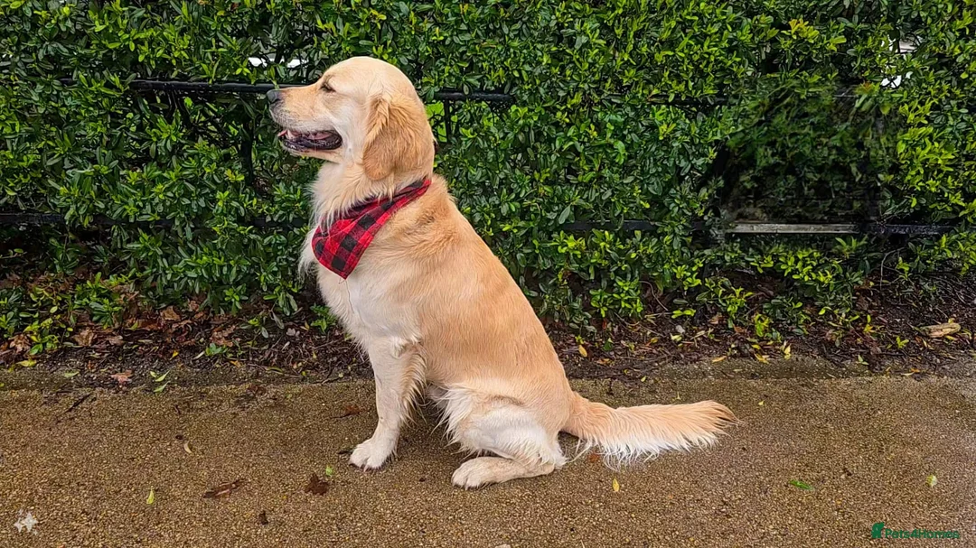Golden Retriever dogs for stud: Gorgeous Proven KC Golden Retriever Stud in Bristol - Advert 4