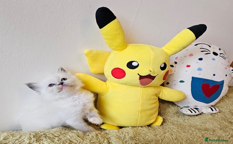 Ragdoll cats Cute Ragdoll kittens  - Advert 9