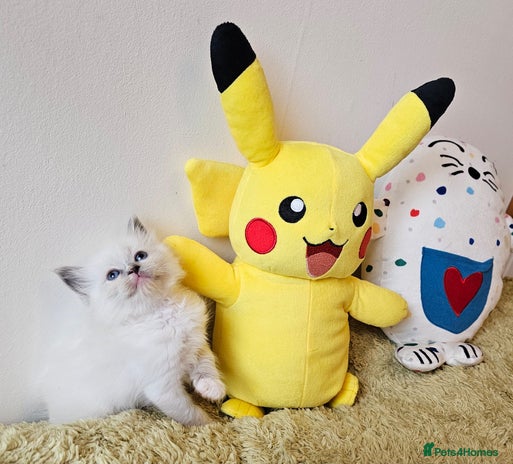 Ragdoll cats Cute Ragdoll kittens - Advert 3