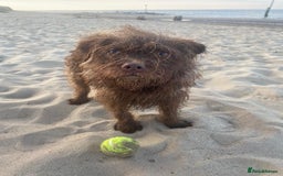Mixed Breed dogs for sale: Brother and sister MUST stay together  - Image 4
