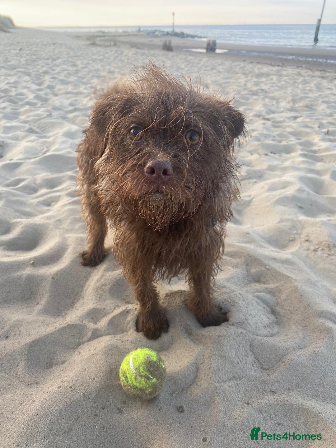 Mixed Breed dogs for sale: Brother and sister MUST stay together  - Image 4