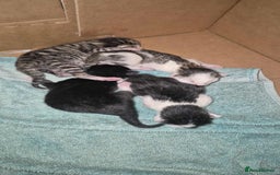 Mixed Breed cats for sale: Sweet kittens - Image 2