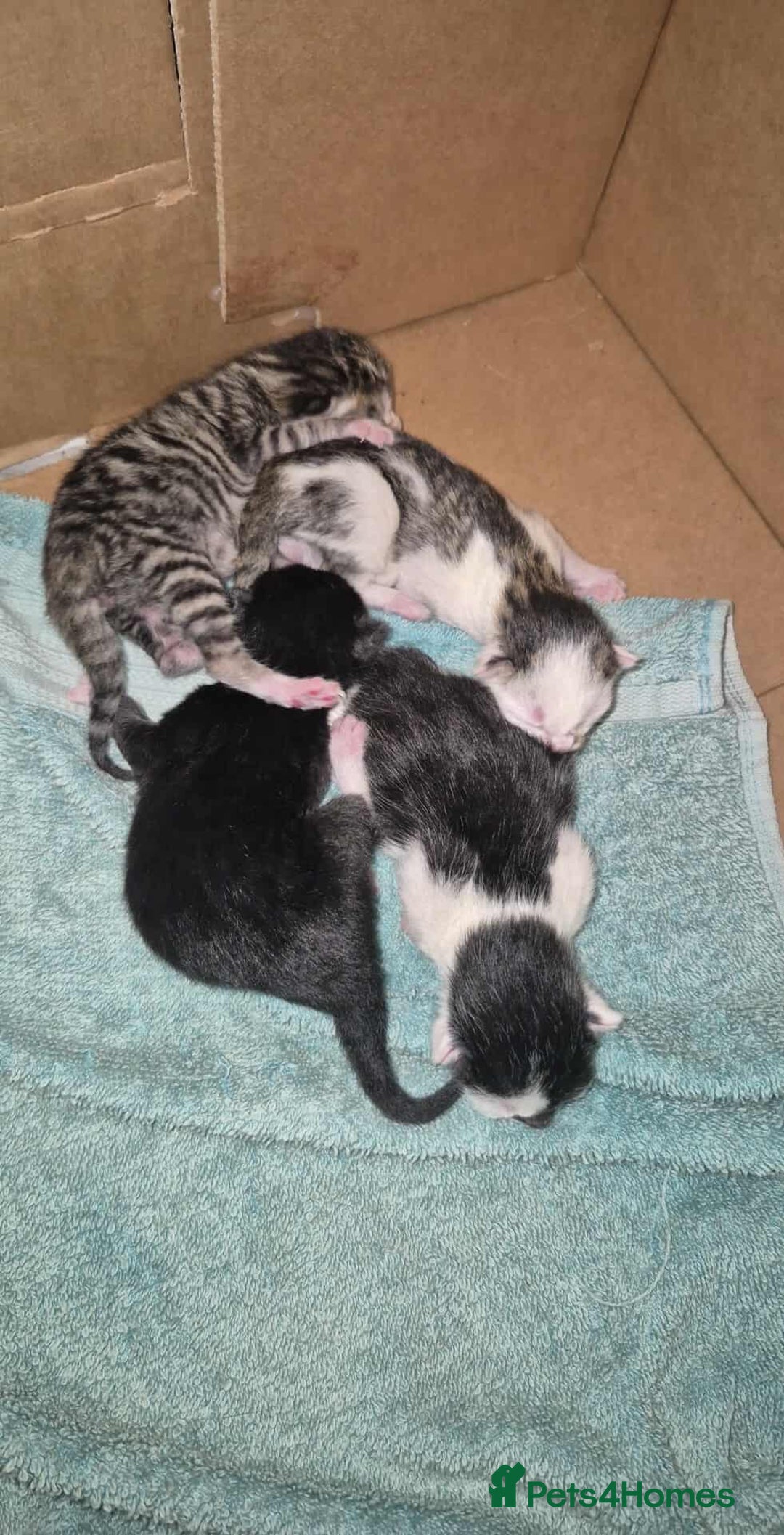 Mixed Breed cats for sale: Sweet kittens - Image 2