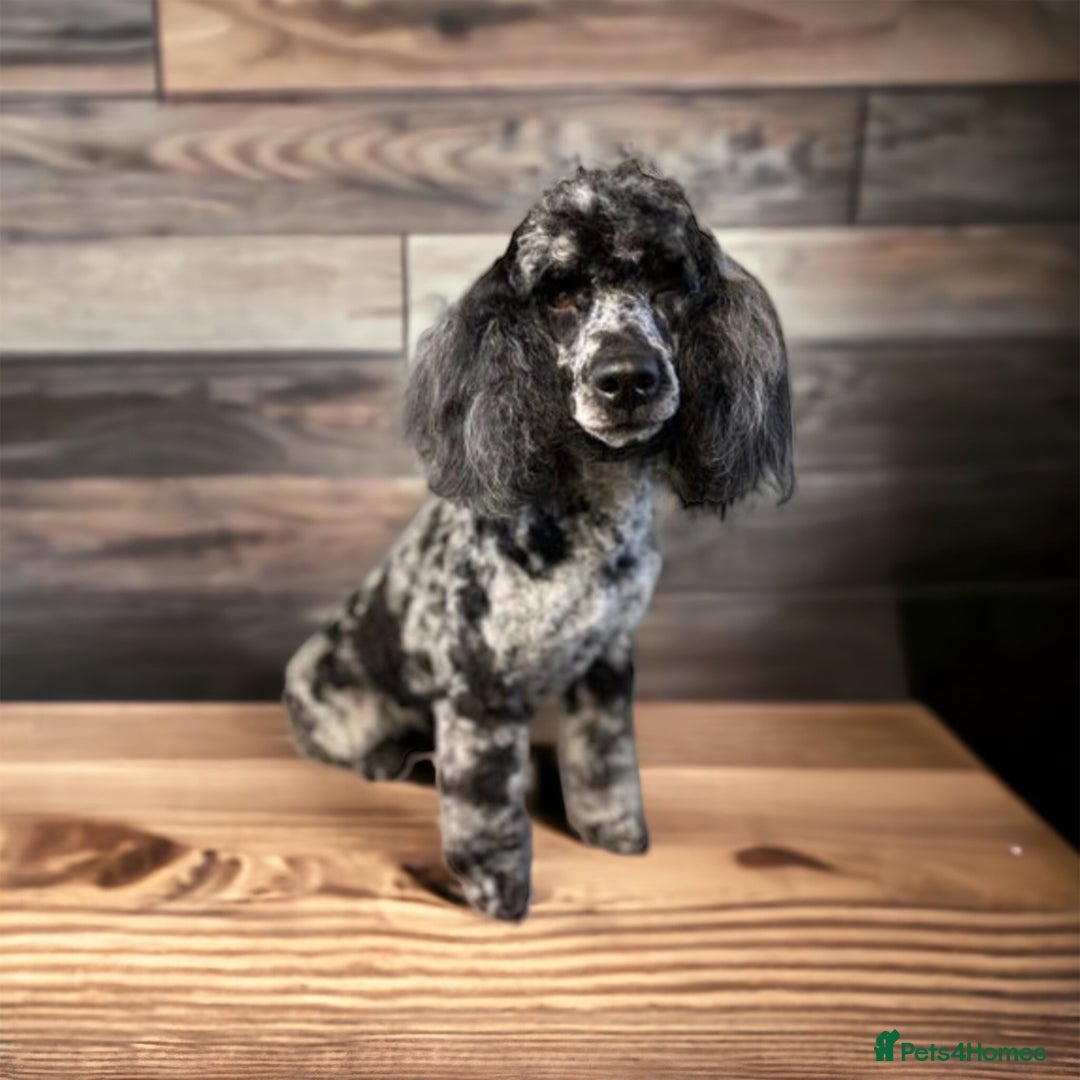 Poodle dogs for stud: Stunning Well Proven Miniature Merle Poodle in Newcastle - Advert 1