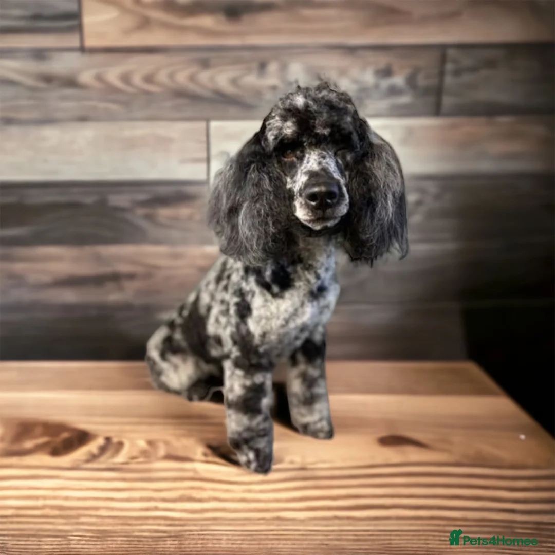 Poodle dogs for stud: Stunning Well Proven Miniature Merle Poodle in Newcastle - Advert 1