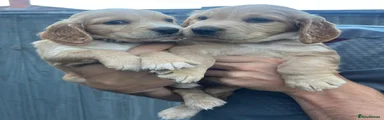 working cock spaniel puppies
