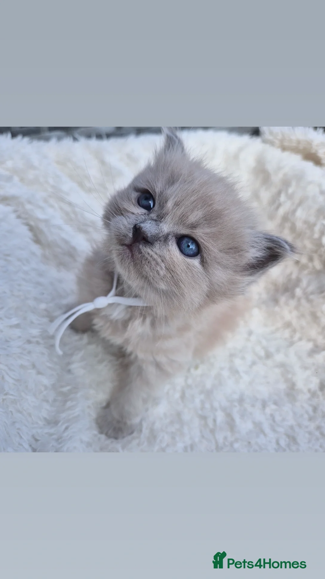 Ragdoll cats for stud: Ragdoll Seal Sepia Stud Genetically Tested 🐾 in London - Advert 29