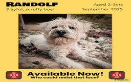 Mixed Breed dogs for adoption: Randolph, 2 - 3 yrs. Available for adoption. - Image 2