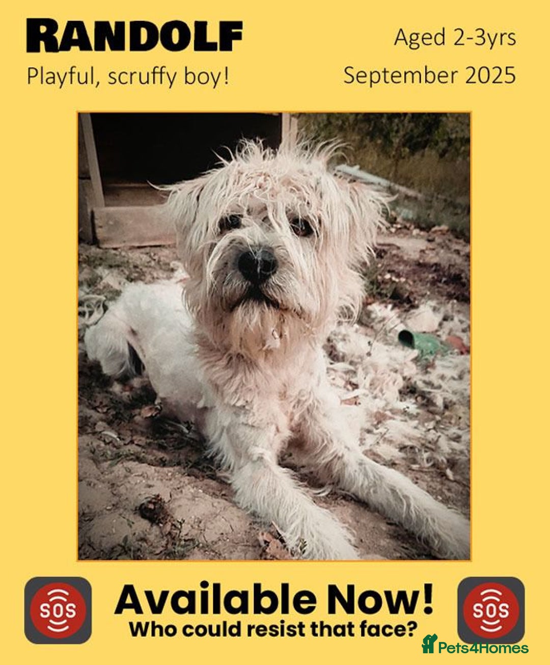 Mixed Breed dogs for adoption: Randolph, 2 - 3 yrs. Available for adoption. - Image 2
