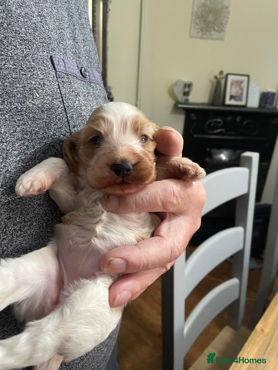 Cockapoo dogs for sale: Cockerpoo apricot and cream  - Advert 7