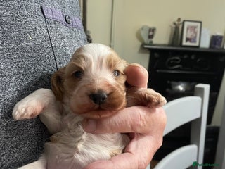 Cockapoo dogs Cockerpoo apricot and cream - Advert 2