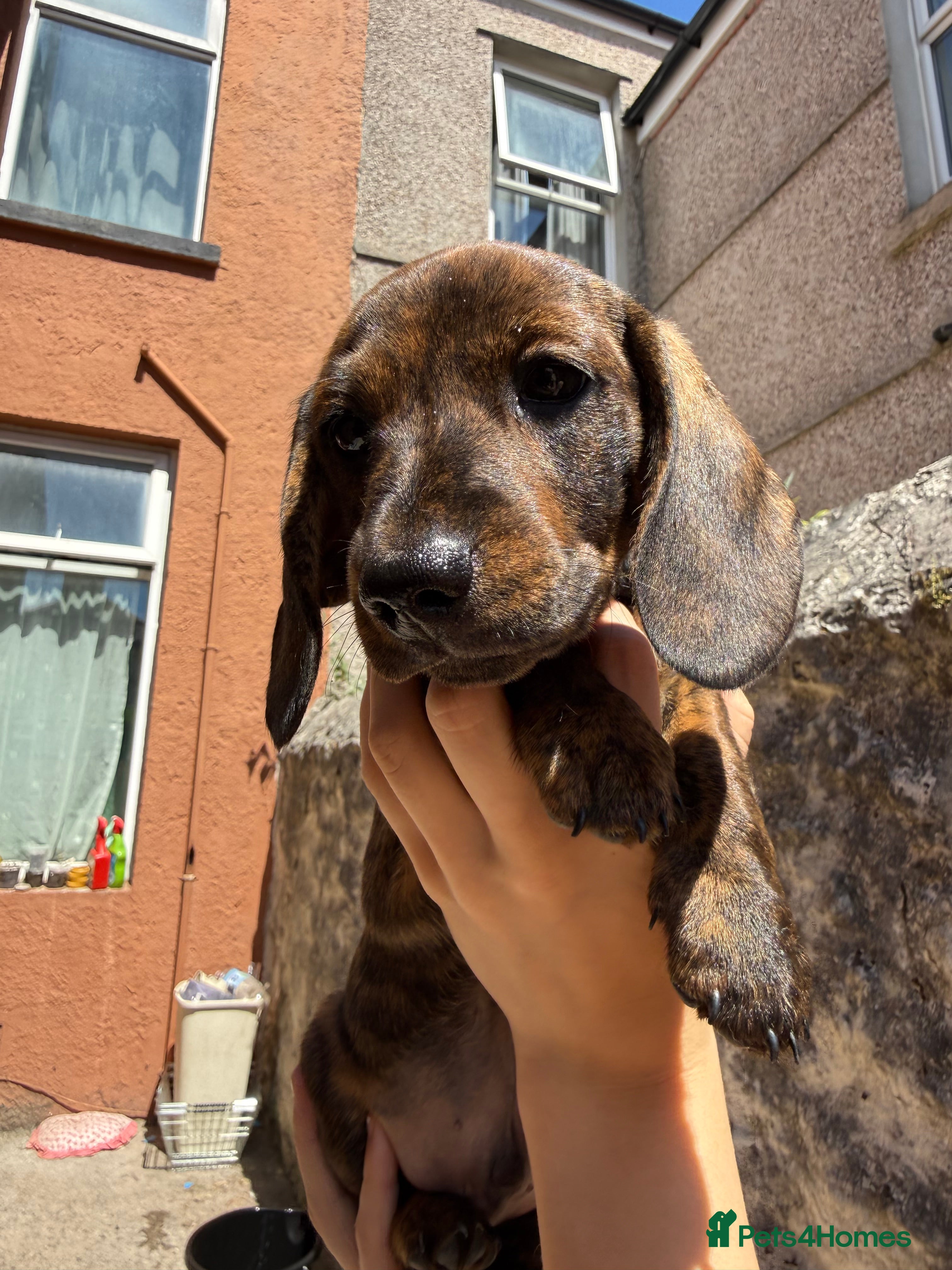 Miniature Dachshund dogs 1 BOY LEFT READY NOW Brindle miniature dachshund - Advert 2