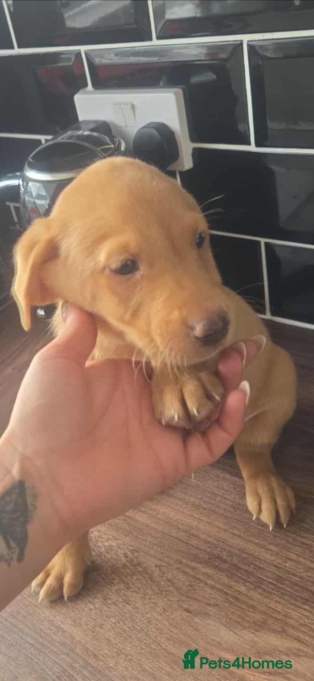 Gallery Image {{count}}