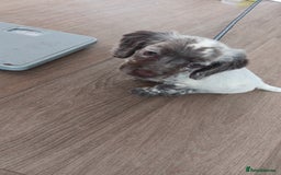 Mixed Breed dogs for sale: Puppy cocker spaniel 8 weeks old - Image 1