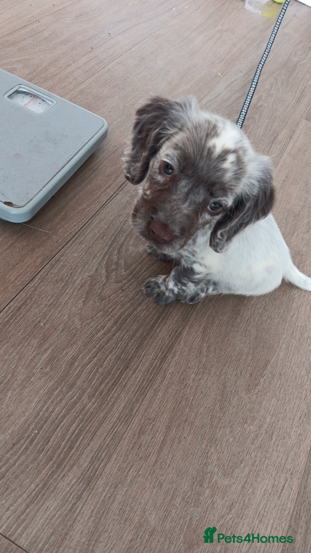 Mixed Breed dogs for sale: Puppy cocker spaniel 8 weeks old - Image 1