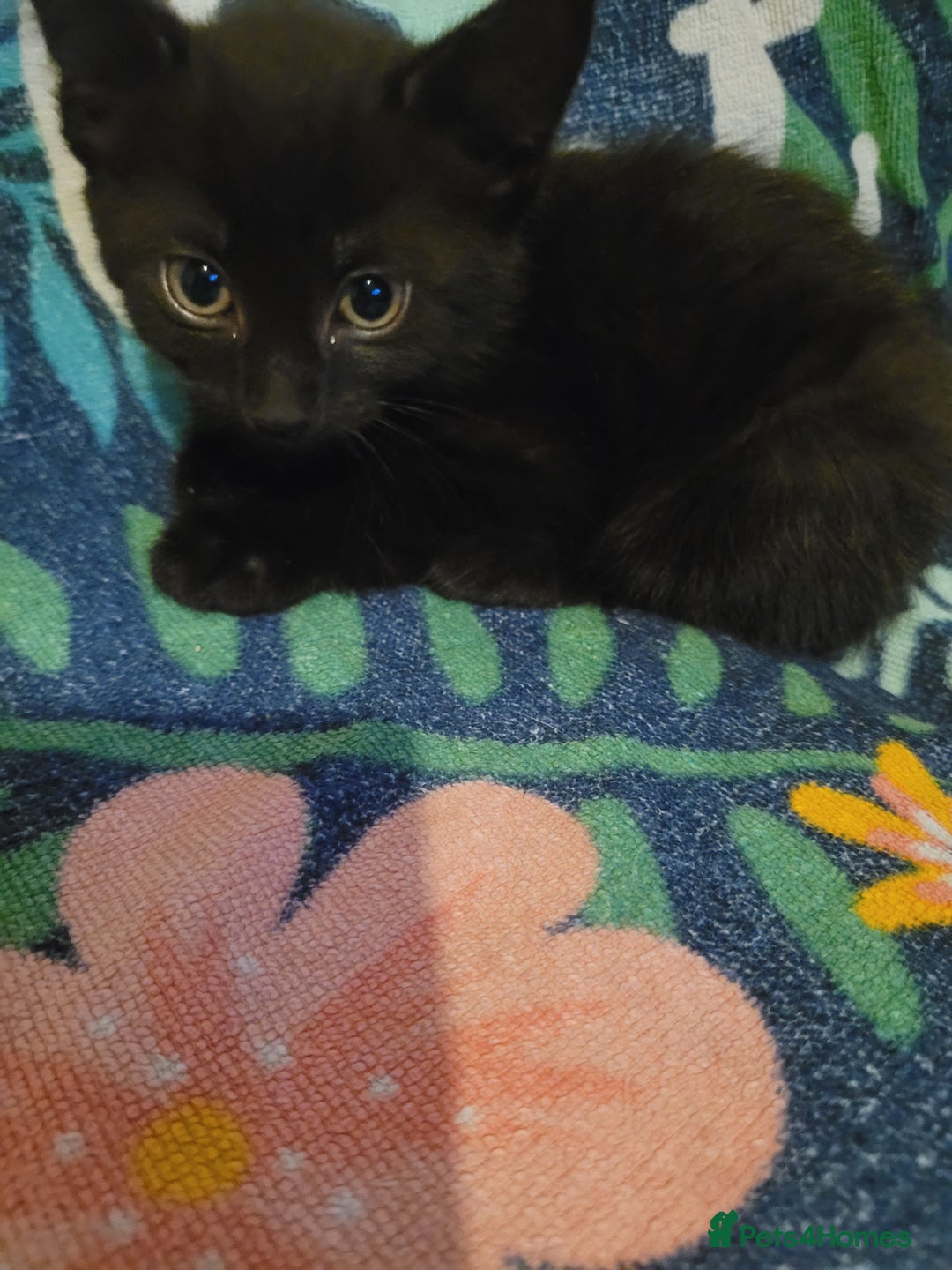 British Shorthair cats for sale: kittens - Image 8