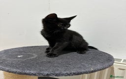 Domestic Shorthair cats for sale: ✨ Adorable Black Kittens Ready for Loving Homes  - Image 3