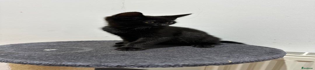 Domestic Shorthair Kitten 3