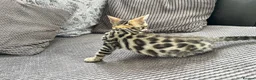 Bengal cats for sale: Stunning full pedigree registered bengal kittens  - Advert 7