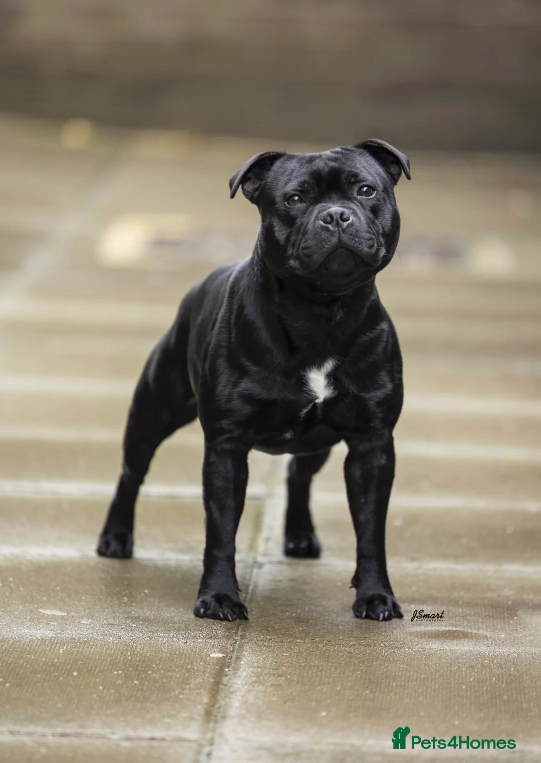 Staffordshire Bull Terrier dogs for stud: VALGLO TOP GUN -BLUE CARRIER in Dudley - Advert 3