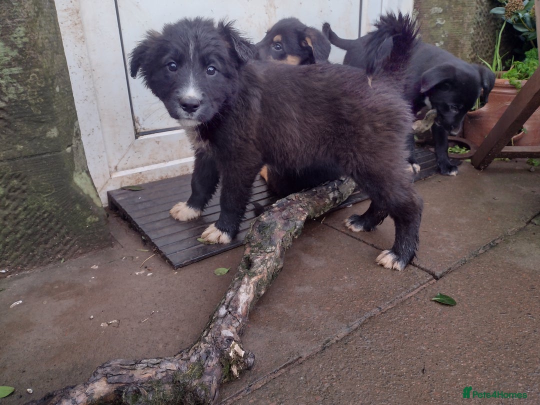 Mixed Breed dogs for sale: Collie X Sheepdog Puppies - Advert 9