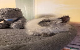 Selkirk Rex cats for sale: Gorgeous Selkirk Rex - Image 14