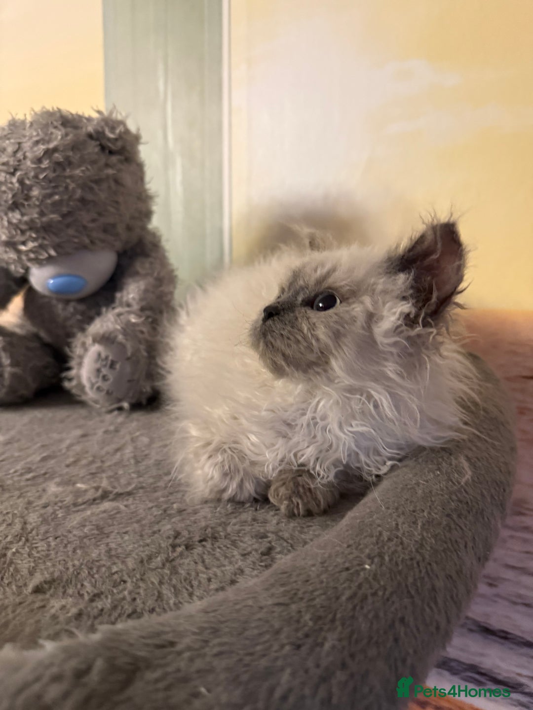 Selkirk Rex cats for sale: Gorgeous Selkirk Rex - Image 14