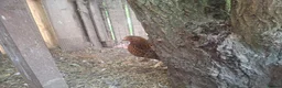 Chickens poultry for sale: Bantam Laced Wyandotte Chickens in Wetherby - Advert 14