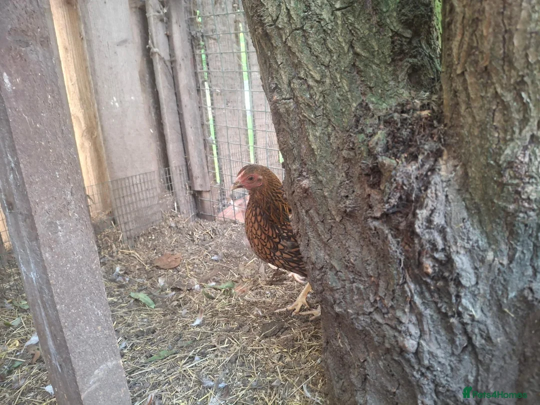 Chickens poultry for sale: Bantam Laced Wyandotte Chickens in Wetherby - Advert 14
