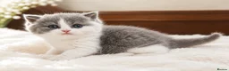 British Shorthair cats for sale: GCCF British Shorthair kitten - Advert 5
