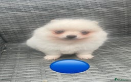Pomeranian dogs for sale: Pomeranian Pups - Image 6