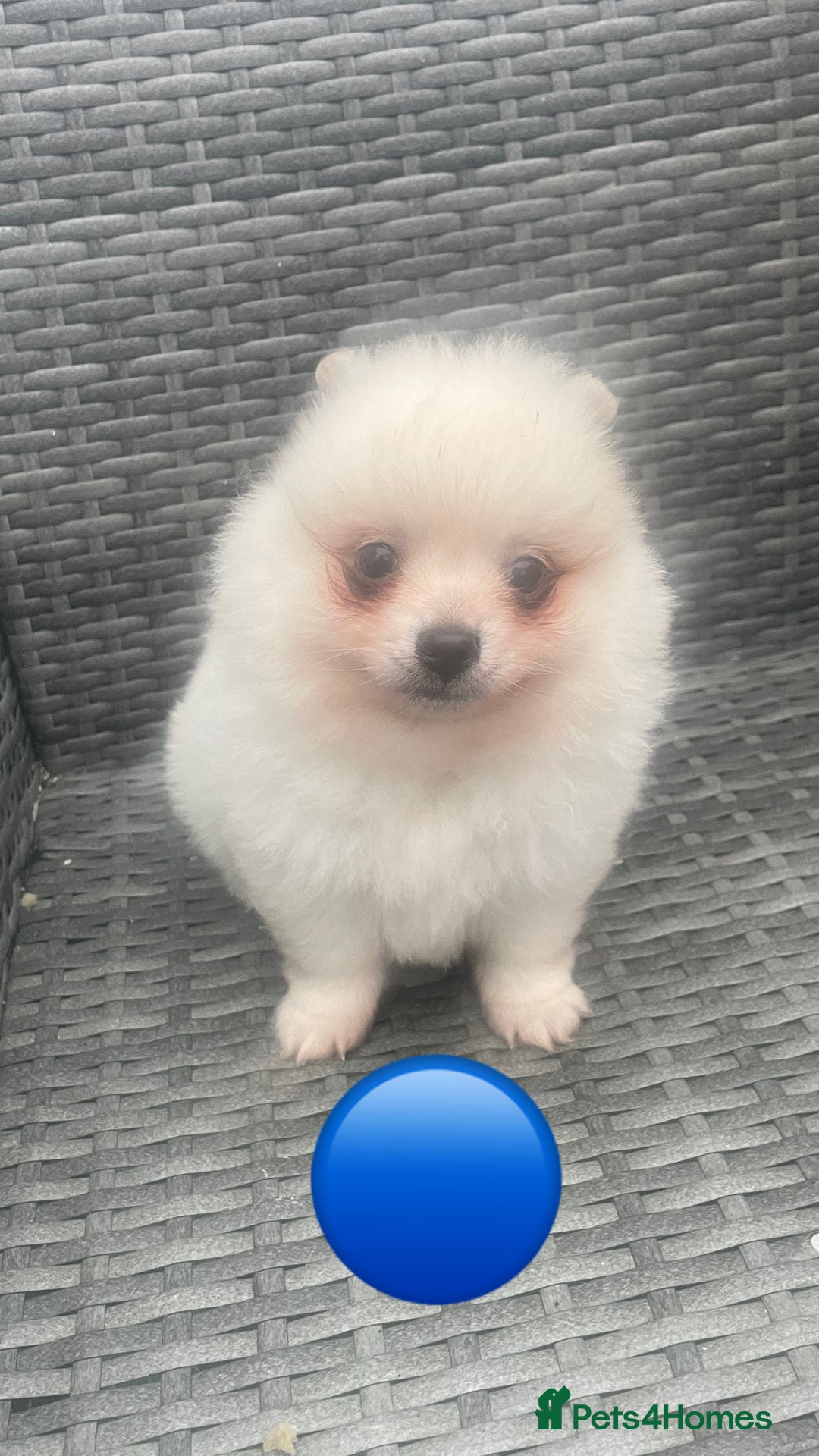 Pomeranian dogs for sale: Pomeranian Pups - Image 6