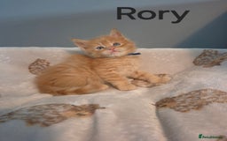 Maine Coon cats for sale: Gorgeous maine coon kittens - Image 18