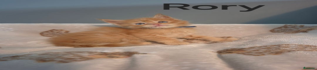 Rory