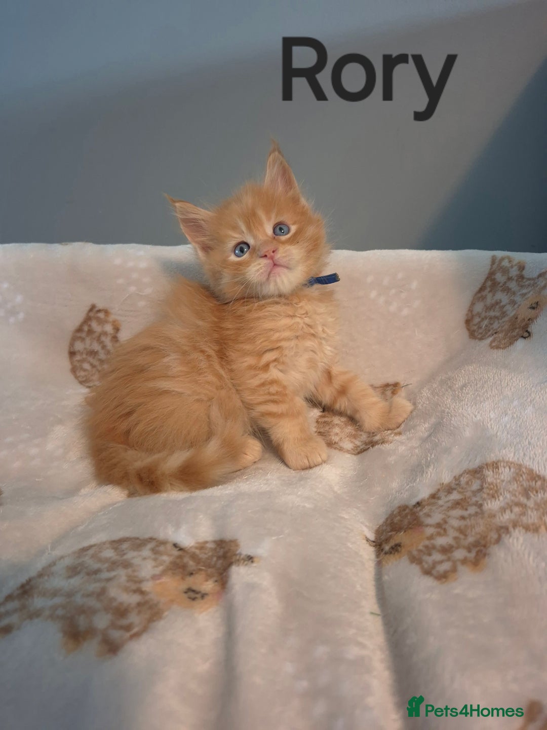 Maine Coon cats for sale: Gorgeous maine coon kittens - Image 18