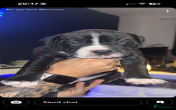 Mixed Breed dogs for sale: Beautiful 8 week old pups  - Advert 2