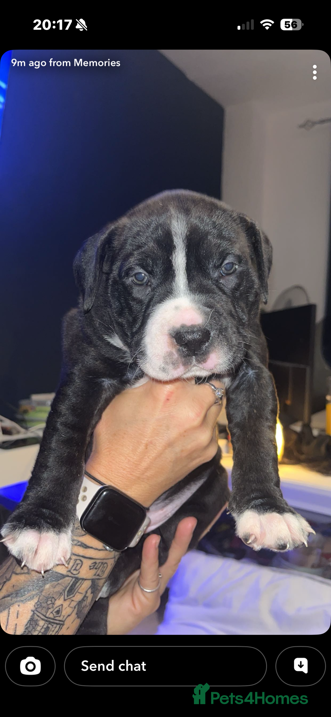 Mixed Breed dogs for sale: Beautiful 8 week old pups  - Advert 2