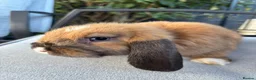 Mini Lop rabbits for sale: Purebred Mini Lops ready now - Advert 6