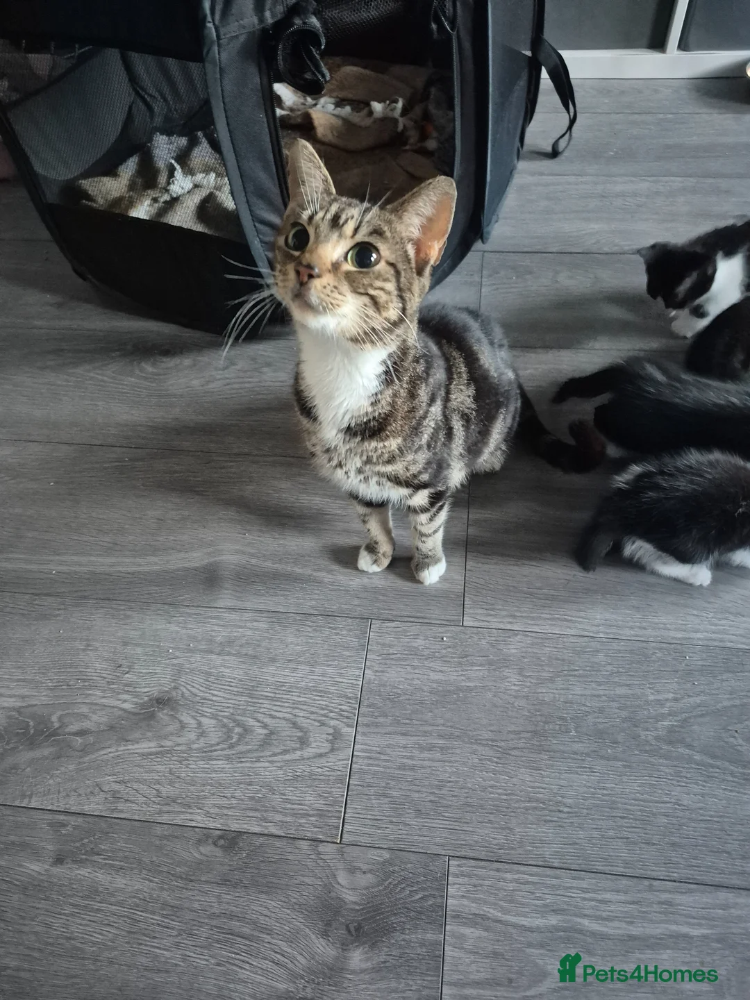 Mixed Breed cats for sale: READY NOW 4 kittens - Advert 10