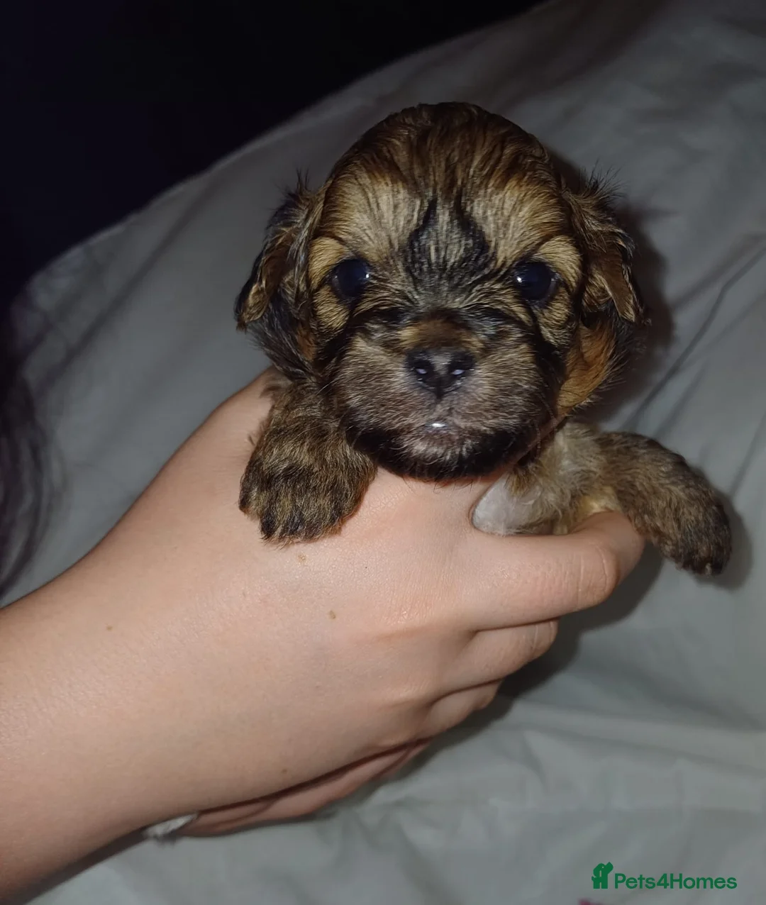 Cavapoo dogs for sale: Last 3 beautiful f1b Cavapoo - Advert 7