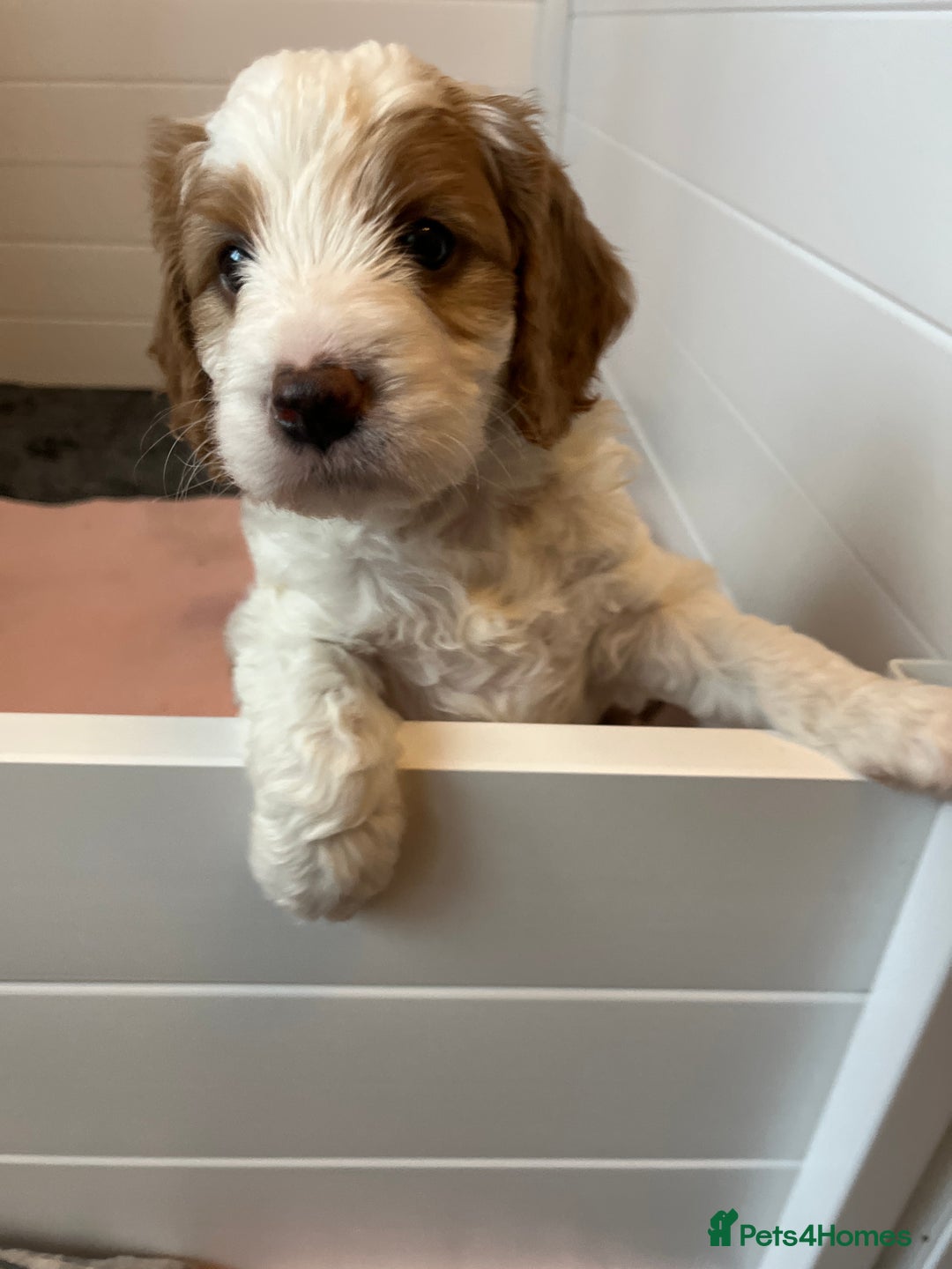 Cavapoo dogs for sale: One boy remaining  - Image 1