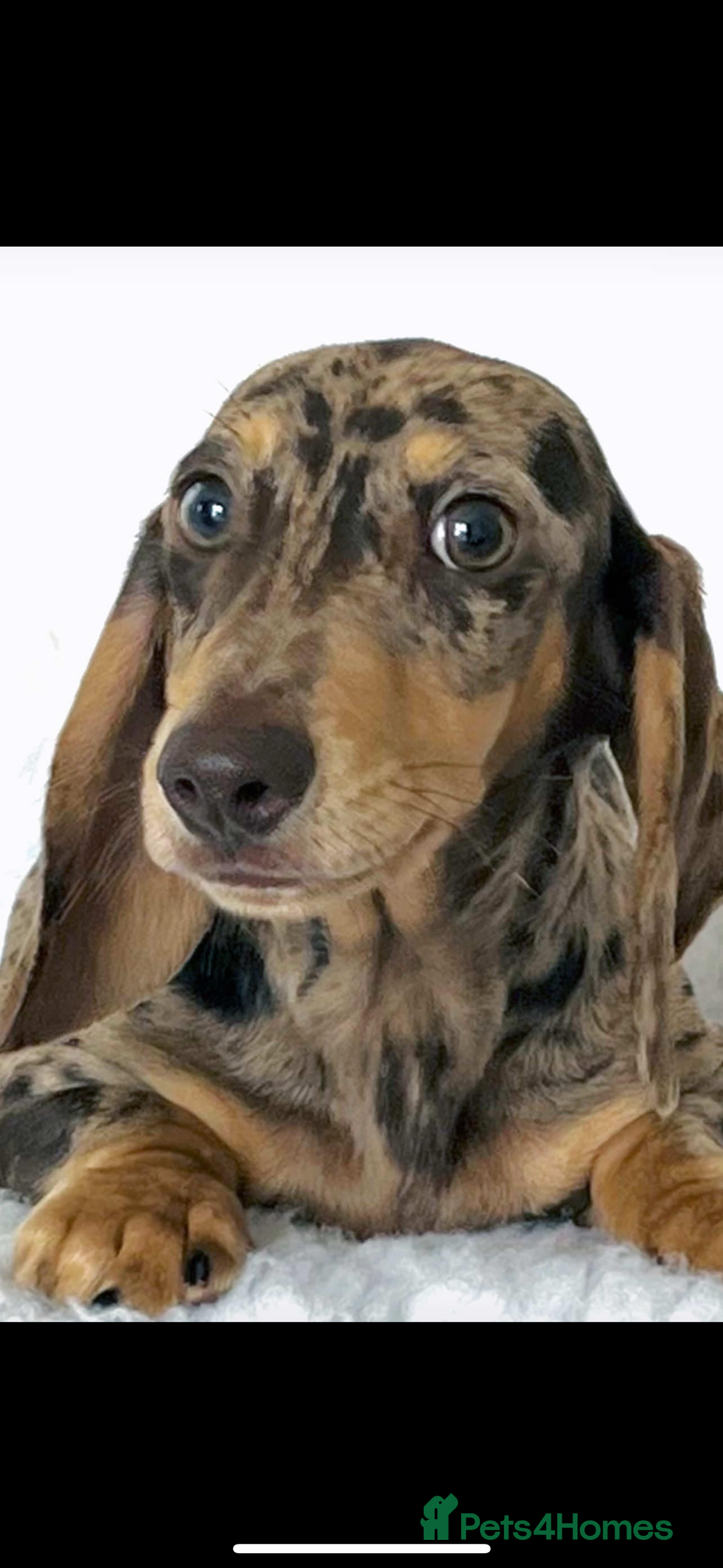 Miniature Dachshund dogs for sale: Kc miniature Dachshunds 2  girls  left  - Image 11