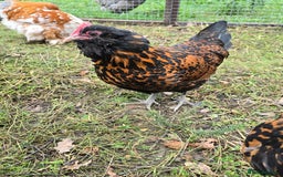 Chickens poultry for sale: Gold Spangled Thuringians POL - Image 5