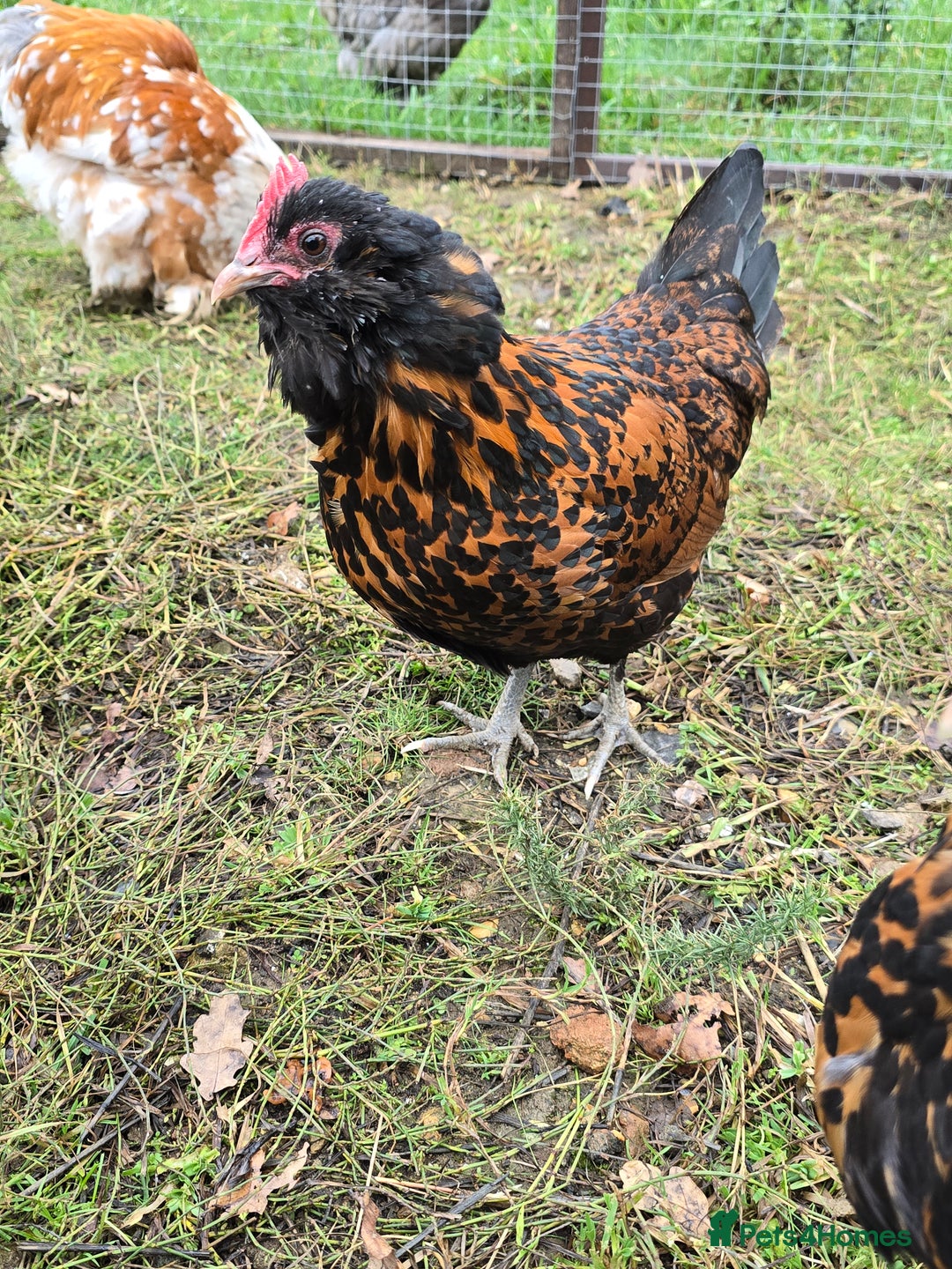 Chickens poultry for sale: Gold Spangled Thuringians POL - Image 5