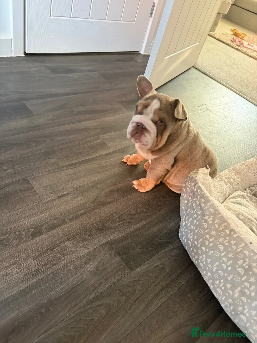 English Bulldog dogs for sale: Male English bulldog 5months  - Advert 2