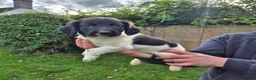 English Springer Spaniel dogs for sale: Springer spaniel puppies in Usk - Advert 6