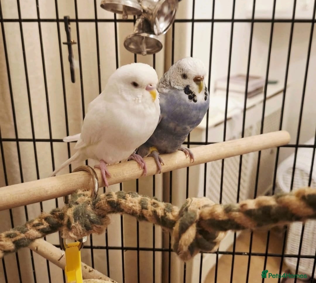 Budgerigars birds Male and female bonded Budgies need new home - Advert 1