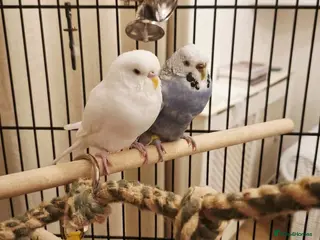 Budgerigars birds Male and female bonded Budgies need new home - Advert 1